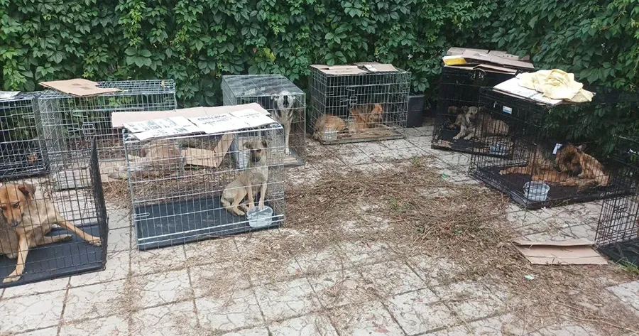 Фото Новини Чугуєва Волонтери «12 вартових» та Tiernothilfe працюють в Чугуївській громаді з безпритульними тваринами на порталі Gromada Group